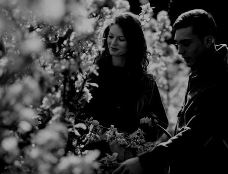 Two people cutting Apple Blossom In Orchard