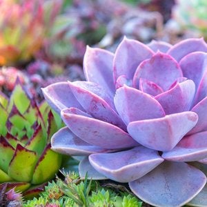 purple succulent