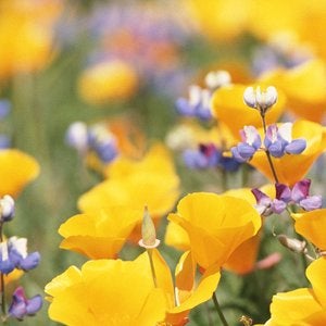 California poppies in bloom 