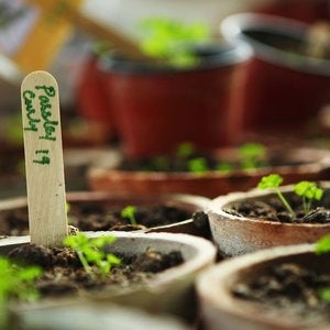 Plant seedlings in terra cota pots