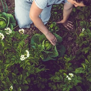 tending to cabbage horticulture