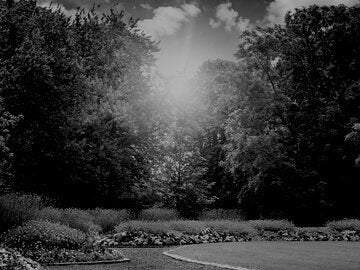 plant-materials-trees-archx472-8a