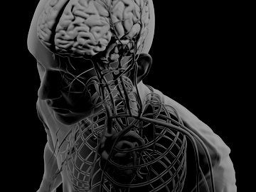3d view of Human Anatomy and Physiology