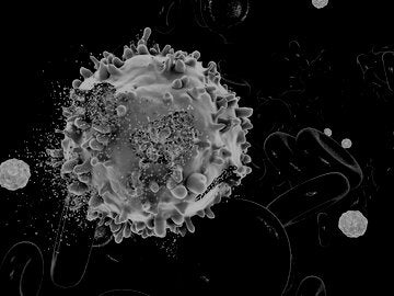 Destruction of leukaemia blood cell, computer illustration. Conceptual image for leukaemia treatment.