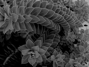 close up of desert plant