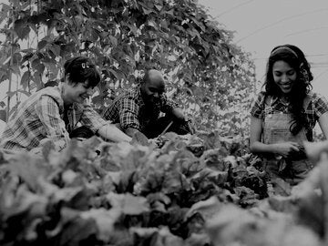 Community farming on a small holding.