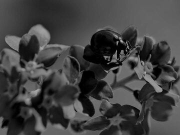 lady bug on flower
