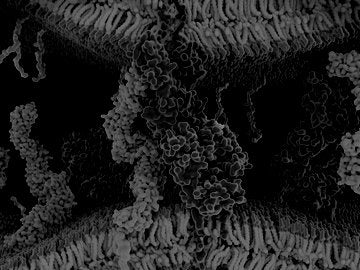 T cell receptor, CD4 and MHC proteins, illustration