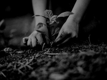 individual planting a seedling