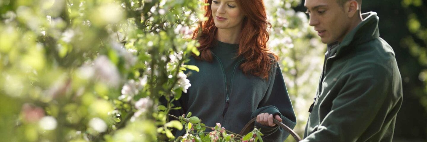 Two people cutting Apple Blossom In Orchard