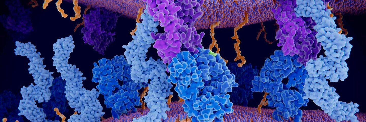 T cell receptor, CD4 and MHC proteins, illustration